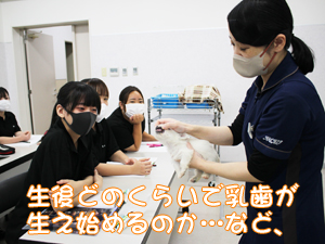 様々な講義☆モデル犬も協力してくれます！